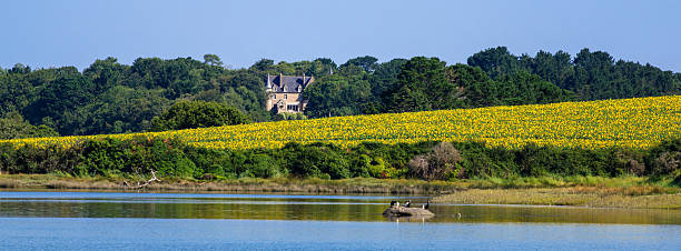 A scenic panoramic landscape along river Aven in Brittany, featuring a field of sunflowers in full bloom, with a small castle in the background surrounded by trees.