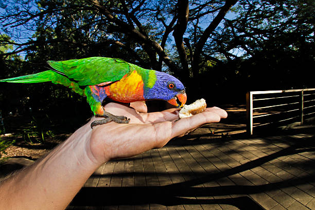 A vibrant parrot enjoys a piece of bread as it perches on the outstretched hand of a person in an Australian park. The sunny weather and lush trees enhance the lively atmosphere.