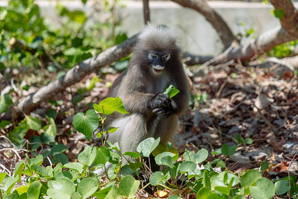 istock A monkey is sitting on the ground, surrounded by vibrant green plants. With attentive focus, it examines a leafy snack in its hands, showcasing natural behavior in a sunny setting 2207738259