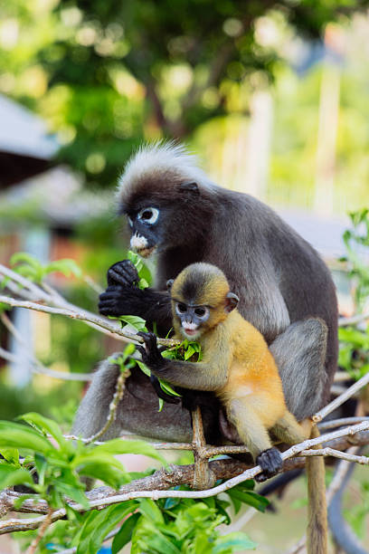 istock Two monkeys are perched on branches, sharing a light meal in a vibrant forest setting. The adult watches over the young one, enjoying the greenery around them 2207738270