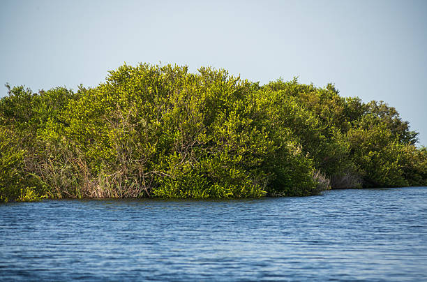 The Swamp land at Everglades National Park, Florida, United States