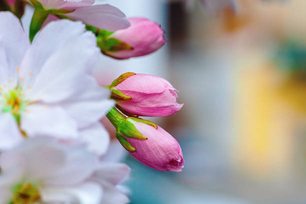 Pink cherry blossoms buds growing on tree close up. Branch of blooming tree in springtime park by blurry light bokeh background. Pink tender japanese cherry closed flower head closeup, selective focus