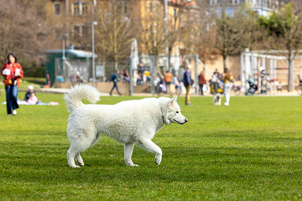 Dogs playing and relaxing in the park