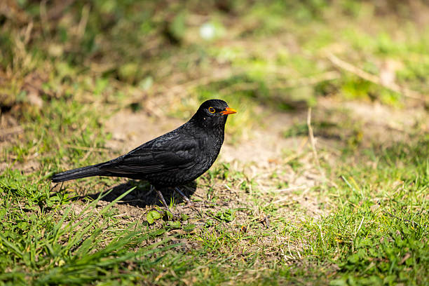istock Beautiful bird with an orange beak 2207743520