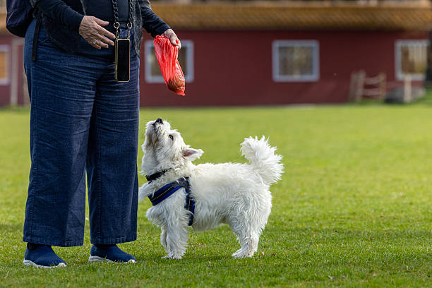 Dogs playing and relaxing in the park