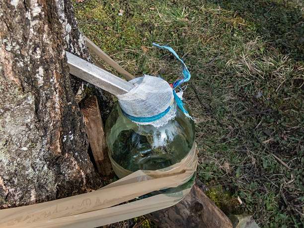 Collecting sap from trunk of birch tree in spring. A birch tree tapped in spring. Sap dripping into a glass jar in spring
