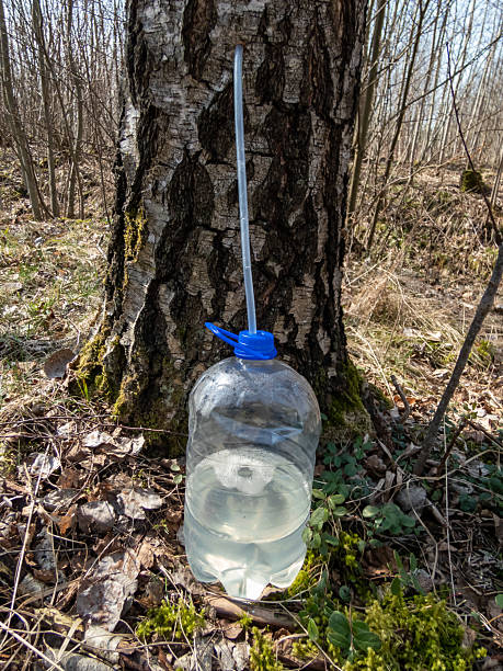 istock Collecting sap from trunk of birch tree in spring. A birch tree tapped in spring. Sap dripping into a plastic bottle 2207745502