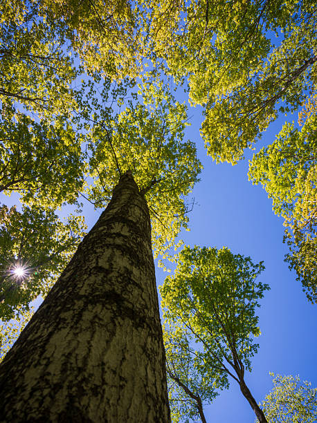 istock Tree Canopy at Pictured Rocks National Lakeshore 2207746257