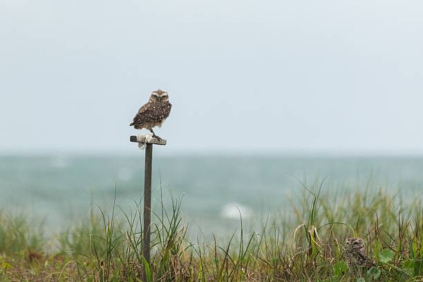 istock Burrowing owl perched on a pole with a coastal backdrop, surrounded by grass and ocean waves 2207746318
