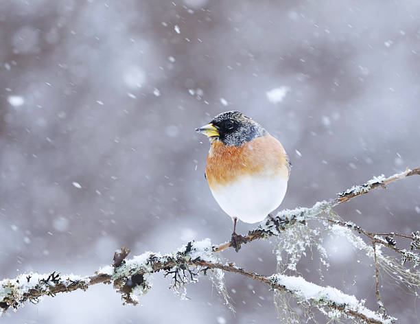 istock Brambling (Fringilla montifringilla) male in snowfall perched on a branch in spring. 2207747284