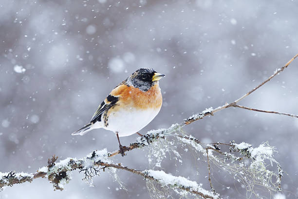 istock Brambling (Fringilla montifringilla) male in snowfall perched on a branch in spring. 2207747289