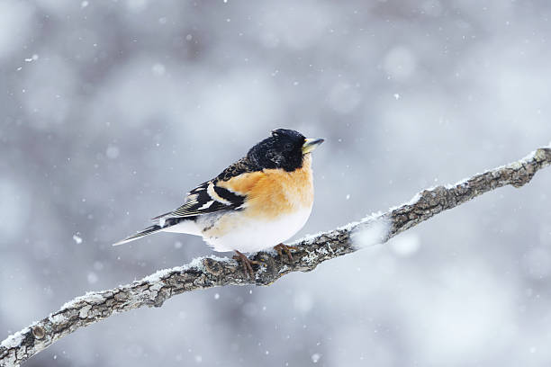 istock Brambling (Fringilla montifringilla) male in snowfall perched on a branch in spring. 2207747297