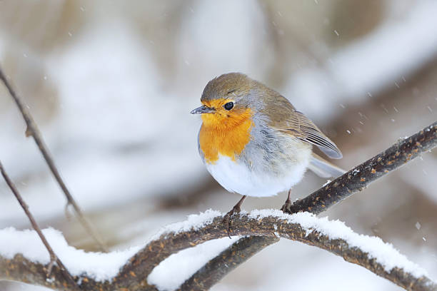 istock European robin (erithacus rubecula) in snowfall sitting on a branch in early spring. 2207747324