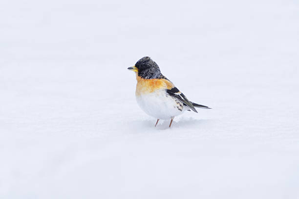 istock Brambling (Fringilla montifringilla) male standing in the snow in early spring. 2207747380