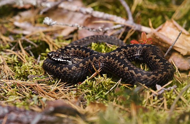 Common European adder or common European viper (Vipera berus) basking in early spring.