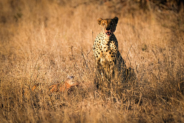 Cheetah with the kill in the Kruger National Park