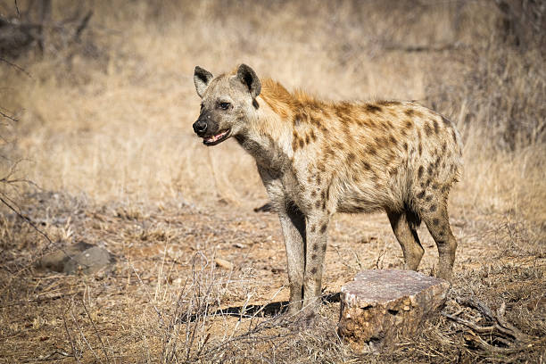 istock Hyena in the Kruger National Park 2207747895