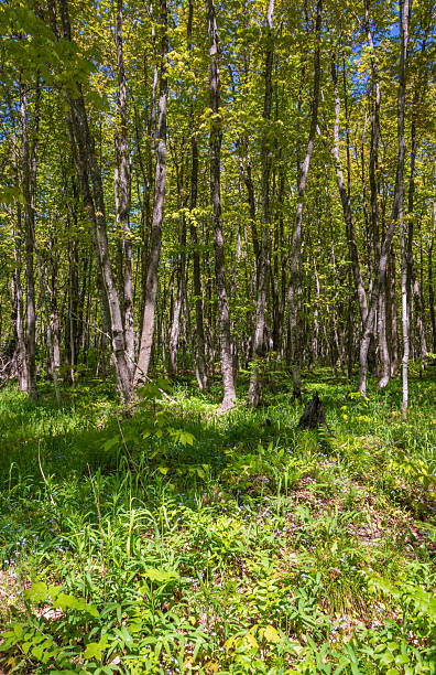 istock Dense Forest at Pictured Rocks National Lakeshore 2207750654