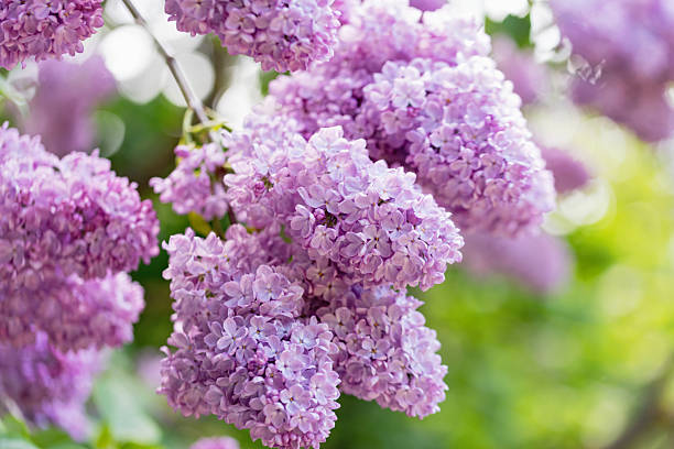 istock Beautiful lilac flowers background. Spring blossom. 2207751051
