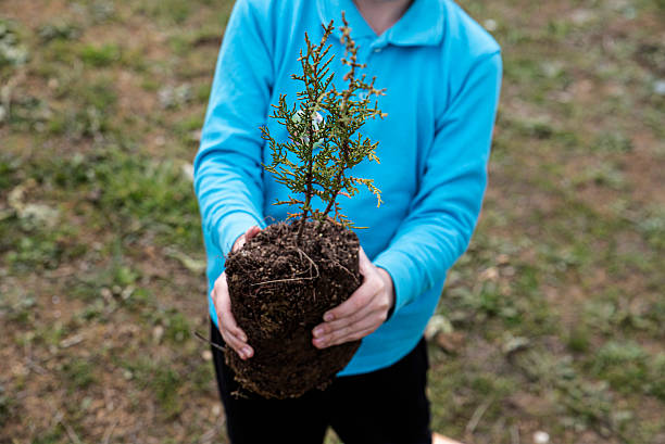 School student, tree planting, grown pine sapling, blue t-shirt, sapling with soil.