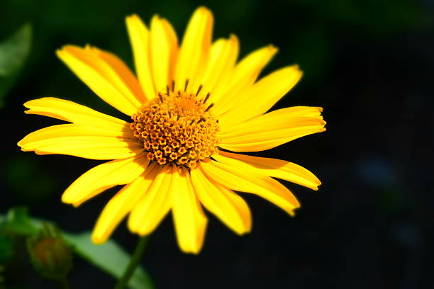 istock Heliopsis helianthoides. Beautiful yellow flower on blurred background. 2207751296