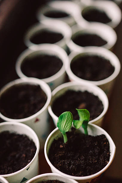 istock Melon sprouts emerging from the soil in biodegradable paper cups 2207753834