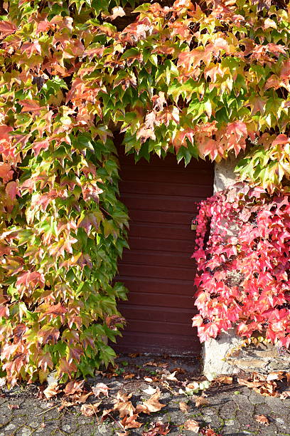 istock wooden gate in a vine covered stone wall during autumn 2207754286