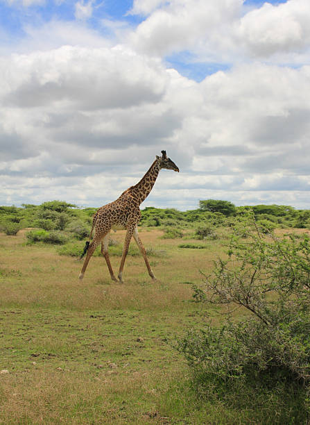 istock Giraffe walking in the Serengeti 2207754489
