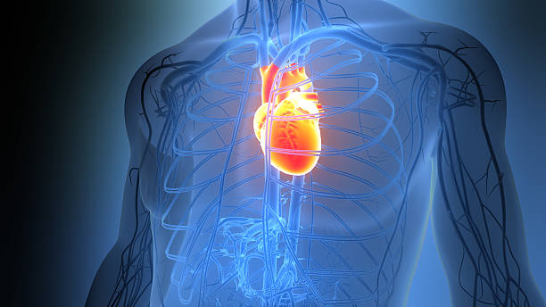 istock Human Circulatory System Heart Anatomy 2207754520