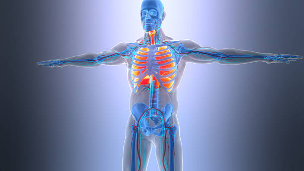 istock Human Respiratory System Lungs with Diaphragm Anatomy 2207754529