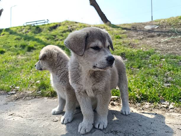 istock beautiful puppies 2207754571