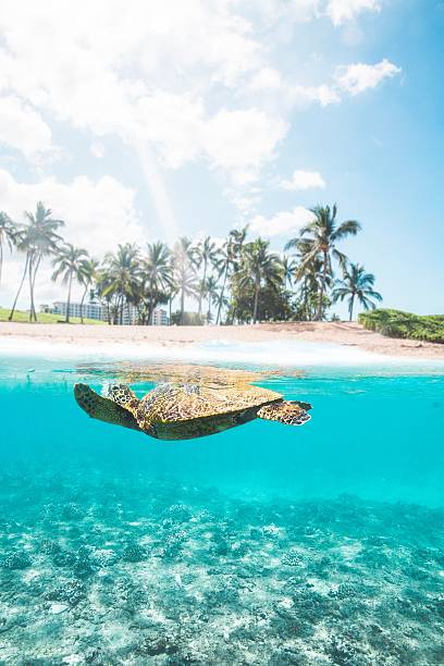 istock Sea turtle swimming in tropical paradise. 2207755680
