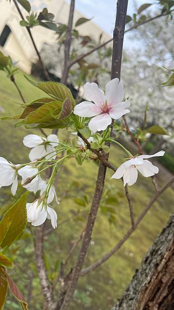 istock Beautiful flowers Cherry Blossom 2207756237