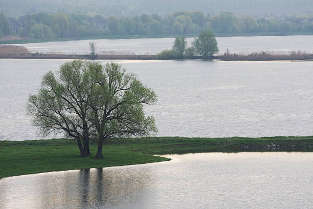 Tree on the river bank. Young green grass, fresh leaves on tree branches. Spring rural landscape.