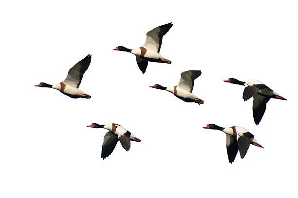 istock Flock of wild ducks (Tadorna) flying against a blue sky. Isolate on a white background. Bird migration. 2207757942