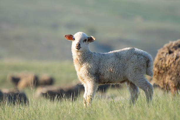 Lamb grazing in the field. Green grass in spring meadow.