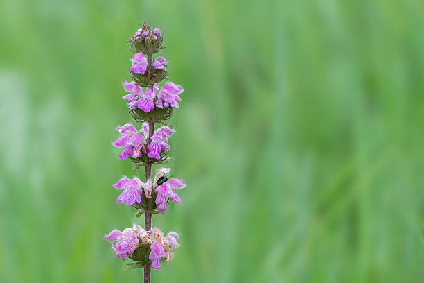 Phlomis (phlomoides tuberosa) blooms in a steppe meadow in spring. Purple flowers, natural pattern.