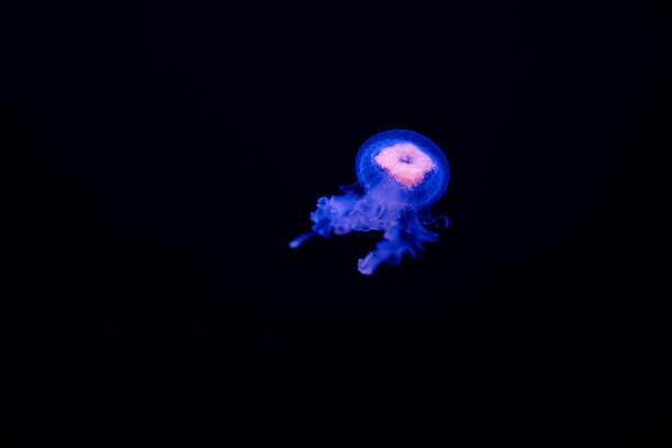 A glowing blue jellyfish gracefully drifts in a dark aquatic environment, showcasing its translucent body and ethereal beauty.