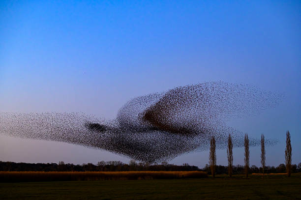 istock Starling murmuration during sunset at the end of a winter day 2207761231