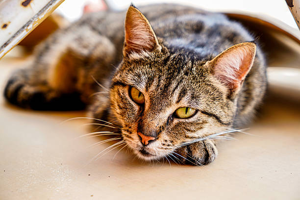 Brown striped cat with green eyes resting on the floor, looking at the camera