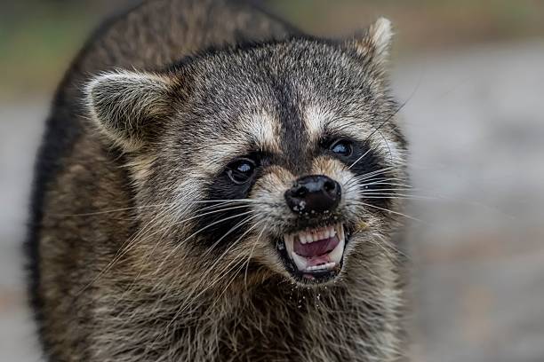 Fierce Raccoon Close-Up