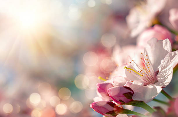 istock Cherry blossoms awakening to the spring sunlight 2207764011