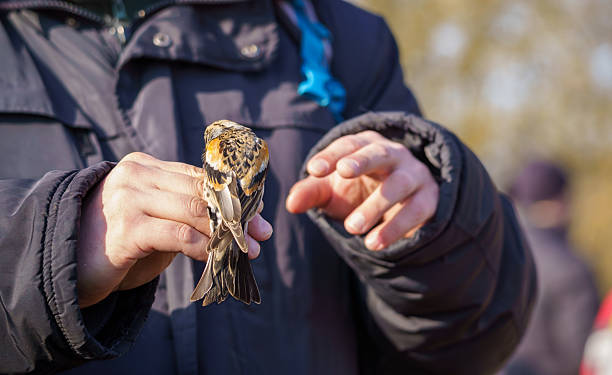 istock An ornithologist holding a brambling (Fringilla montifringilla) in his hand, showing its back after ringing it. Sunny day. 2207766375