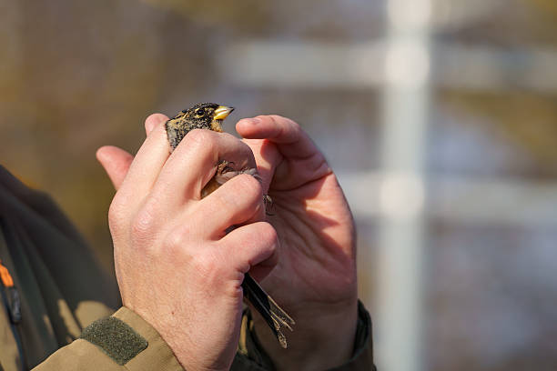 istock An ornithologist holding a brambling (Fringilla montifringilla) in his hand after ringing it. 2207766398