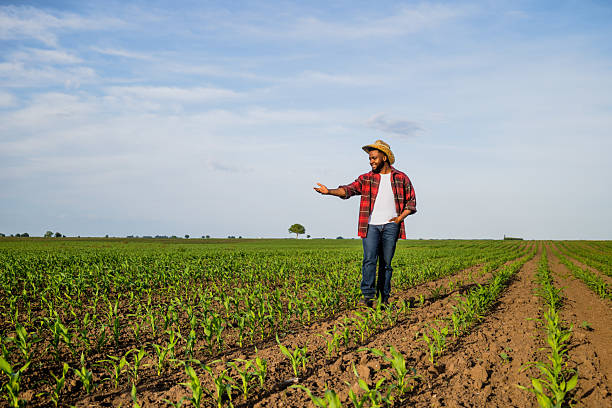 istock Young African-American farmer standing proud in his growing corn field 2207767292