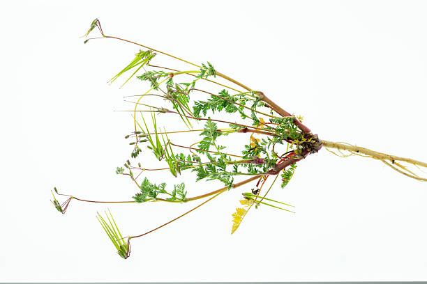 istock erodium cicutarium on white 2207767881
