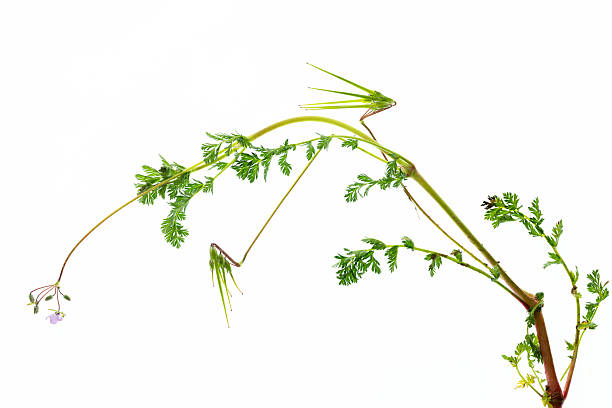 istock isolated plant erodium cicutarium on white 2207767957