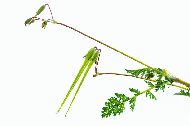erodium cicutarium with fruits on white