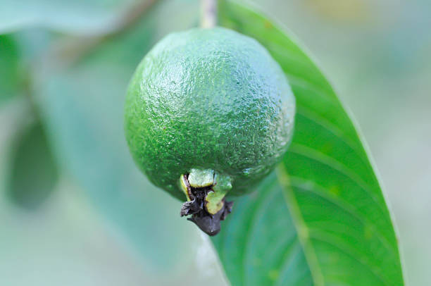guava tree, MYRTACEAE or Psidium guajava Linn or guava fruit on the tree
