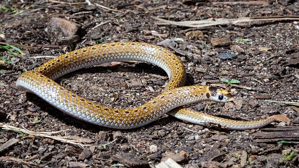 istock Sundevall's Shovel-snout snake close-up 2207768835